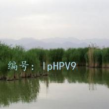 ǧ